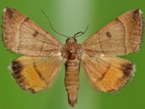 Plecopterodes moderata